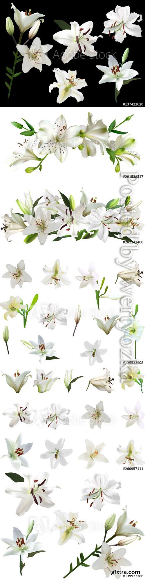 White lilies with green buds, beautiful flowers in vector