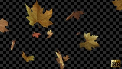 Videohive - Autumn Leaves Falling - 33790423 - 33790423
