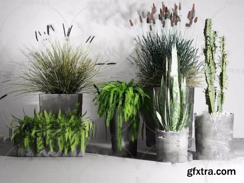 Collection of plants 92