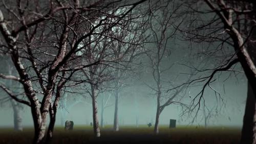 Videohive - Fog Forest - 34180381 - 34180381