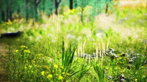 Videohive - Grass Field and Forest Trees - 34249767 - 34249767