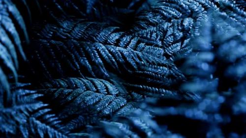 Videohive - Seamless looping animation of fern leaves at night in the blue light of the moon - 31908407 - 31908407