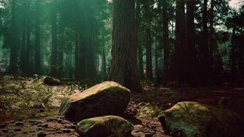 Videohive - Old Forest Mariposa Grove in Yosemite National Park of California - 34615310 - 34615310