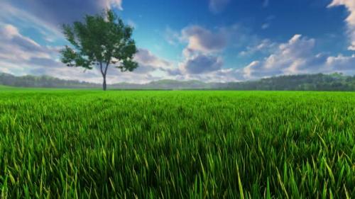 Videohive - Green Landscape With Lonely Tree- 4K - 35045891 - 35045891