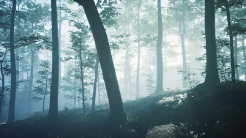 Videohive - Morning Fog in Deep Forest - 35107390 - 35107390