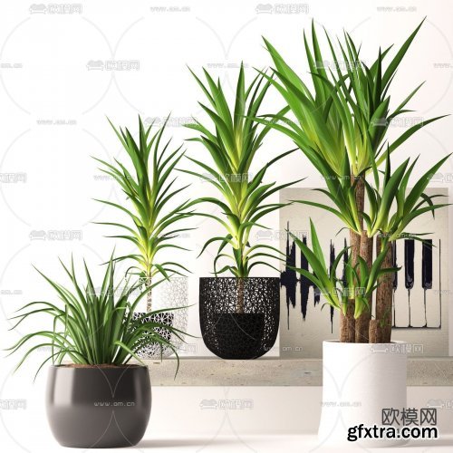 Plants collection 158