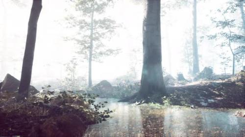 Videohive - Mist on Pond in Forest with Fog - 35250588 - 35250588