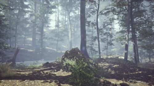 Videohive - Foggy Forest with Soft Sun Light - 35250615 - 35250615