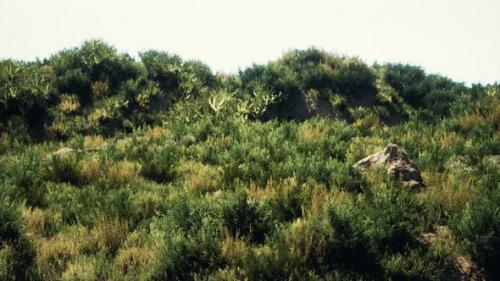 Videohive - Beach Dunes with Long Grass - 35250678 - 35250678