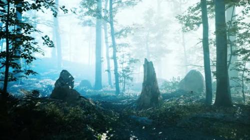 Videohive - Morning Fog in Deep Forest - 35250767 - 35250767