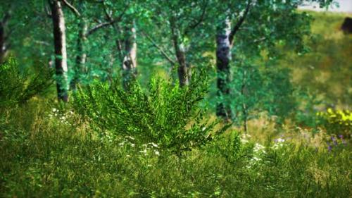 Videohive - Grass Field and Forest Trees - 35250786 - 35250786