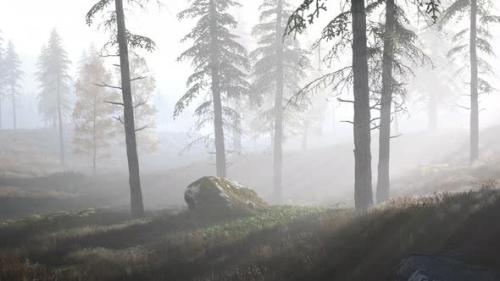 Videohive - Bright Early Morning Forest in Mountains - 35250859 - 35250859