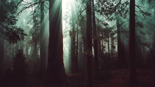 Videohive - Deep in the Forest on a Misty Morning - 35250898 - 35250898