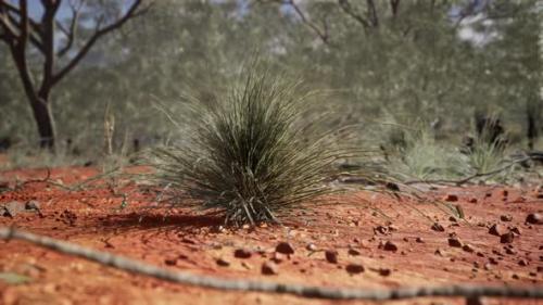 Videohive - Australian Bush with Trees on Red Sand - 35251058 - 35251058