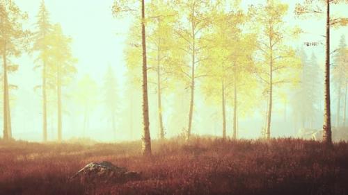 Videohive - Fresh Early Morning Mist in the Forest It Sunrise - 35251061 - 35251061
