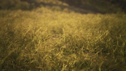 Videohive - Golden Rocks and Grass in Mountains - 35252556 - 35252556