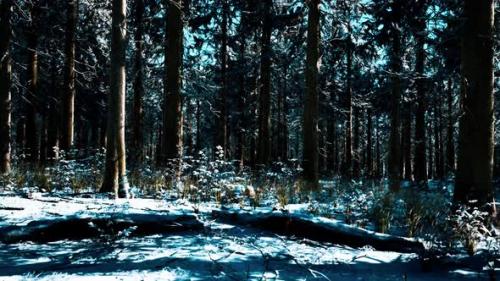 Videohive - Snow Covered Conifer Forest at Sunny Day - 35252573 - 35252573