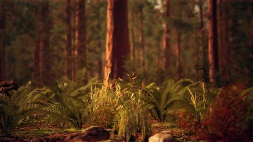 Videohive - Tall Forest of Sequoias in Yosemite National Park - 35252638 - 35252638