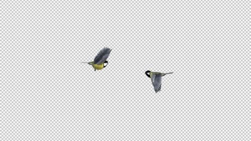 Videohive - 2 Yellow Tit Birds - Flying Around - Transparent Loop - 35268594 - 35268594
