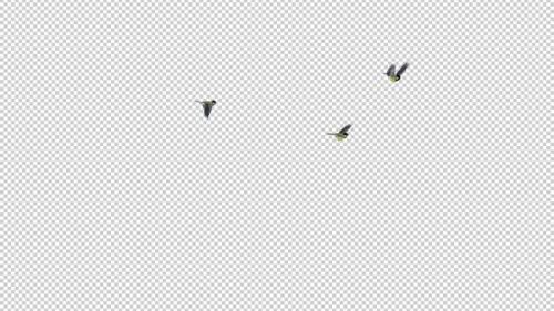 Videohive - 3 Yellow Tit Birds - Flying Around - Transparent Loop - 35268595 - 35268595