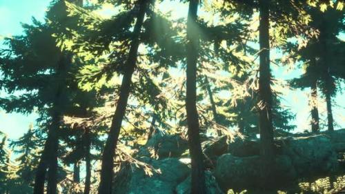 Videohive - Green Trees of the Spruce Forest - 35259465 - 35259465