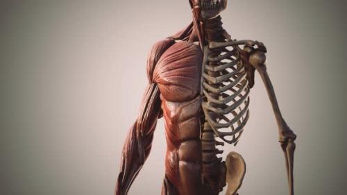 Videohive - Muscular and Skeletal System of Human Body - 35259495 - 35259495