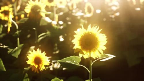Videohive - Bright Sunflower in Sunset Light with Closeup Selective Focus - 35266214 - 35266214