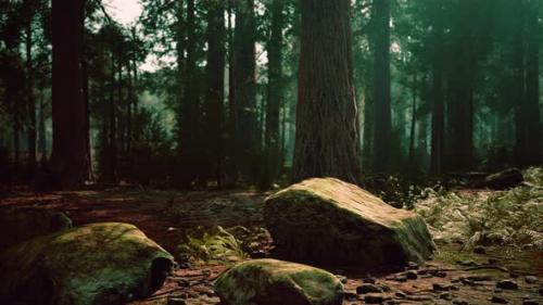Videohive - Sunset in the Sequoia Forest - 35266239 - 35266239
