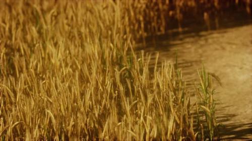 Videohive - the Field of Ripe Rye at Sunset - 35266253 - 35266253