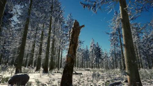 Videohive - Winter Landscape with a Coniferous Forest in Beams of Sunset - 35266310 - 35266310