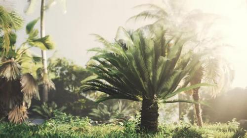 Videohive - Tropical Garden with Palm Trees in Sun Rays - 35232112 - 35232112