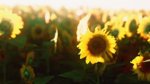 Videohive - Bright Sunflower in Sunset Light with Closeup Selective Focus - 35232144 - 35232144