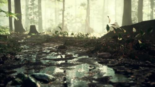 Videohive - Small Creek Runs Through a Wide Valley Full of Fallen Leaves - 35232207 - 35232207