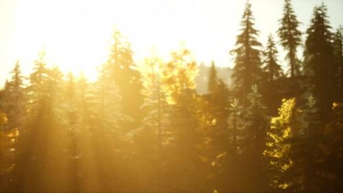 Videohive - Mountain Autumn Landscape with Yellow Forest - 35232339 - 35232339