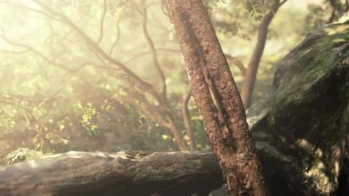 Videohive - Deep Fog in the Rain Forest and Sun Ray - 35536610 - 35536610
