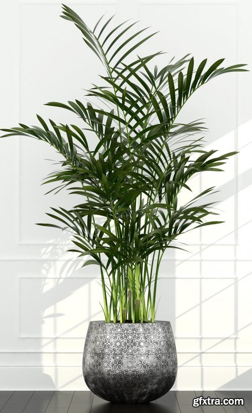 Plants Collection 155