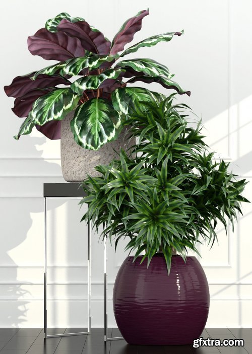 Plants Collection 155