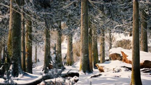 Videohive - Frosty Winter Landscape in Snowy Forest - 35762925 - 35762925