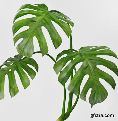 Monstera