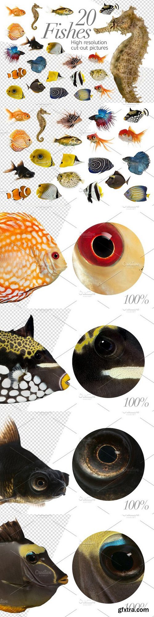 20 Fishes Cut-out High Res Pictures 1371508