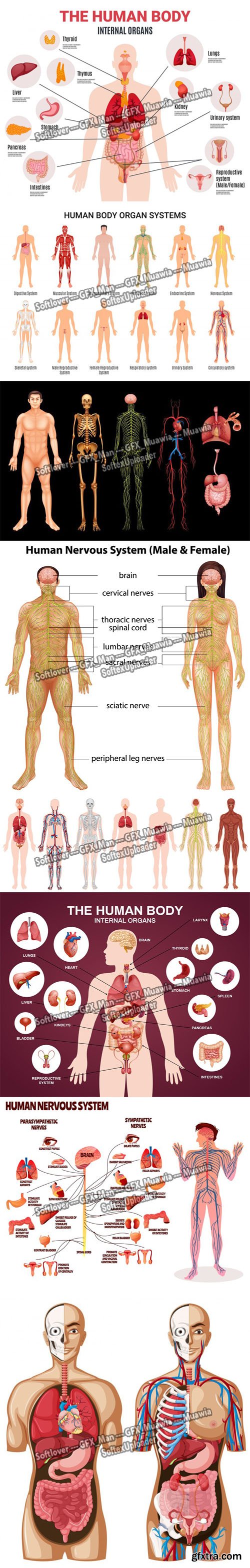 Human Anatomy Models Vector Templates Collection 