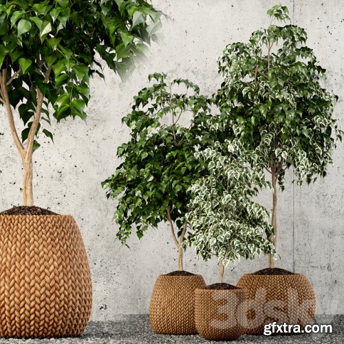 Plants collection 62