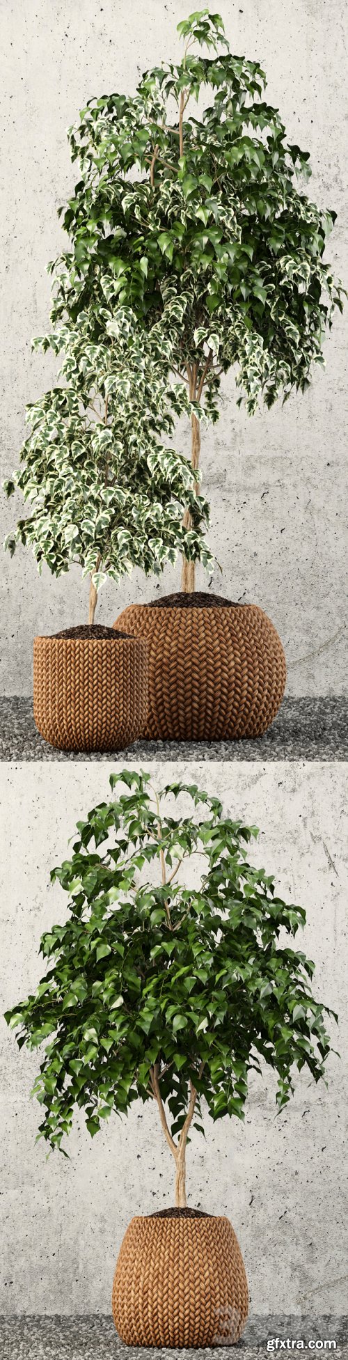 Plants collection 62