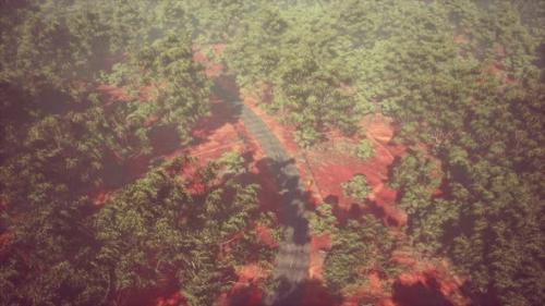 Videohive - Drone Shot Aerial View or Road in Old Forest Woods - 36457132 - 36457132