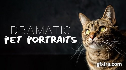 Pet Portraits: Capture Studio-Quality Photos of Your Pet