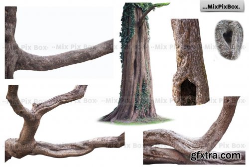 CreativeMarket - Old Tree Trunk Photo Overlays 6116946
