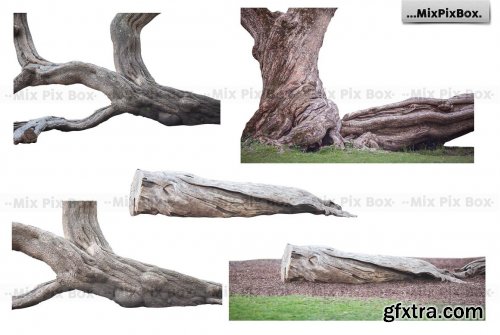 CreativeMarket - Old Tree Trunk Photo Overlays 6116946