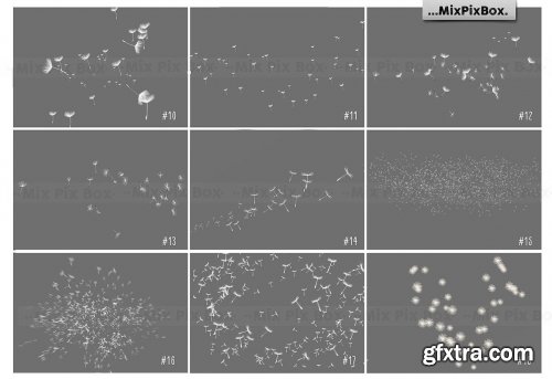 CreativeMarket - Dandelion Overlays 5219806