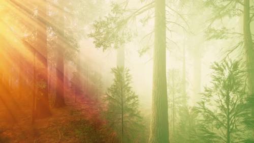 Videohive - Morning Fog in the Giant Sequoias Forest - 37096354 - 37096354