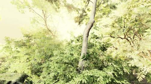 Videohive - Fog in the Rain Forest and Sun Ray - 37188265 - 37188265